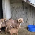 وعل النيلورشيب الكشميري