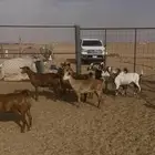 معزا جنوبيات