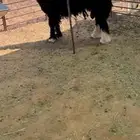 خروف نجدي مشروط النسف