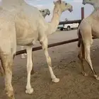 بكره. وضحى