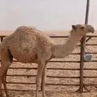 قعود حوار سمين فل على حليب وبرسيم وشعير
