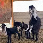 عنز والد ثلاث تيوس