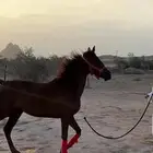 فرس شعبيه