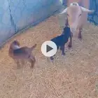 معزا متابيع