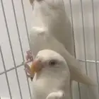 طيور روز زوج مفرخ وطبات البينو