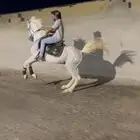 حصان عربي شعبي شيخ
