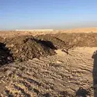 سماد بقري