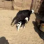 نجديه جبرهه علاها خروف