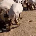 للبيع جذعات