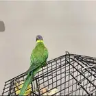 جوز لوري مميز (تم البيع)