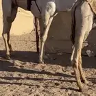 قعود ثني حر شهادة طبع شرط