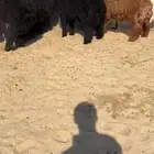 هرافا عرب