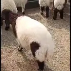 ذبائح كفو نعيمي وحريات وتيوس