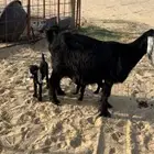 عارضيه صنف علاها 2