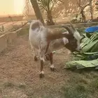 تيس صغير قزمي