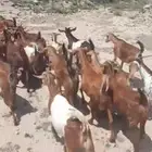 معزا عدد 44 بفحلها للبيع