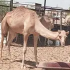 بكره لبييع