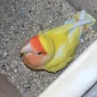 روز انثى لاتينو منتجة ((( تم البيييع )))