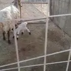 نعيمه لبيع