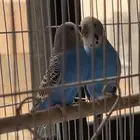 زوج بادجي