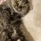 قط للتبني اليف وحنون جدا