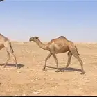 بكره صفرا للبيع