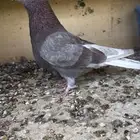 حمام قطيفي للبيع (تم البيع )