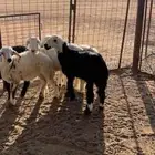 بهم مهاجين و شاه متاوم