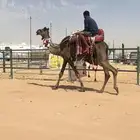 رحول مجهم طوع شرط