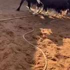 عرض بيع شياه صمخ