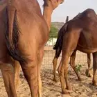 بكار سواحل لقح