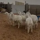 حري ونعيم مع الصلخ والتوصيل