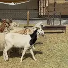 معزا متابيع