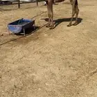 حواره دبيانيه ( تم البيع )