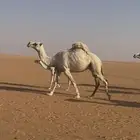 للبيع عشاير وضريبه