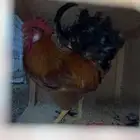 ديكين تركيه للبيع
