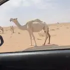للبيع الناقه ضريبه مبيوع ولدها