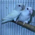 تم البيع اجواز روز البينو