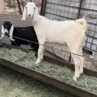 جفار للبيع بيشيه وعوارض