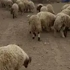 خرفان نعيم كرامات