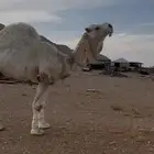 بعير للبيع منتج