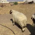 طليان نعيم جبره