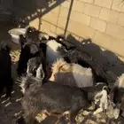 جمد العدد 11 العمر صغير و وسط تواصل