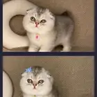احتاج قط لتبني