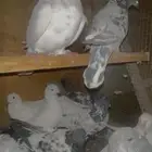 حمام فروخ باكستاني وا تركي للبيع العدد 15 او 20 من الإنتاج