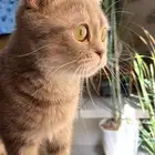 سكوتش للتبني
