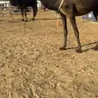 مجهم مجاهيم ضرايب طيبه