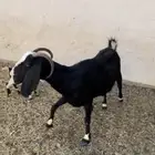 عنز سديس معها اثنين للبيع