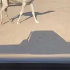 للبيع البكره علي ابو عجاريد