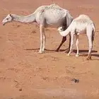 للبيع قعود لباني تحت امه